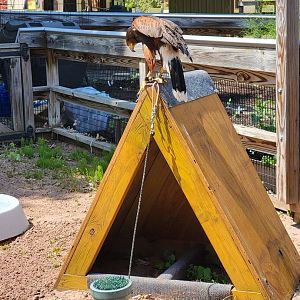 Rosamond Gifford - Harris's hawk trying to walk along the top of the house