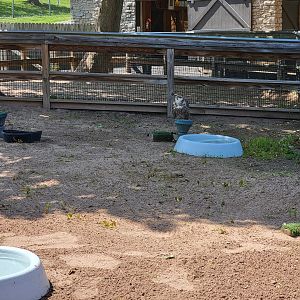 Rosamond Gifford - Saker falcon on a little stump