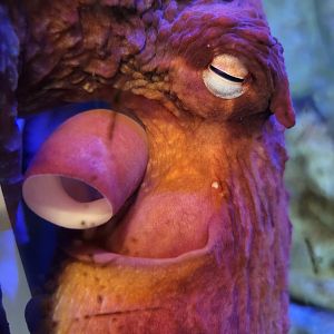 Rosamond Gifford - Giant Pacific octopus