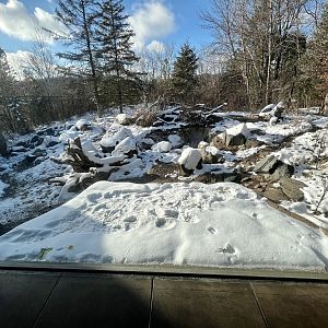 American Black Bear Exhibit