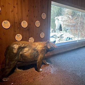 American Black Bear Exhibit