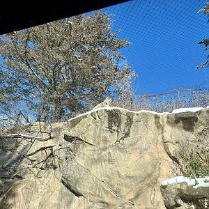 Canada Lynx Exhibit