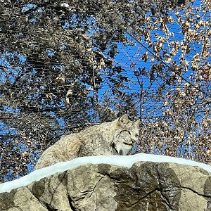 Canada Lynx