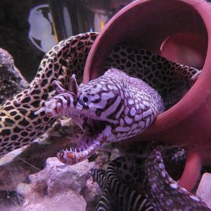 Dragon moray eel