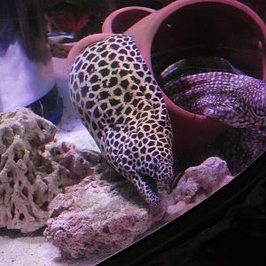 Laced moray eel