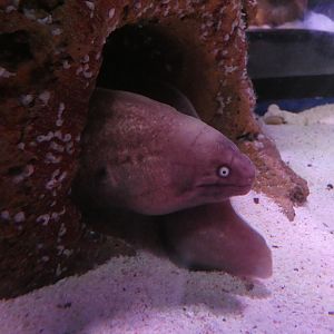 White-eyed moray eel