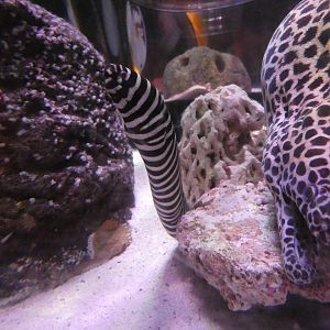 Zebra moray