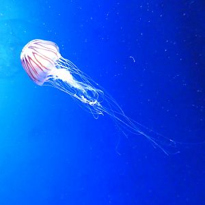Atlantic sea nettle