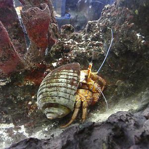 Hairy hermit crab
