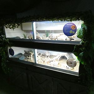 Corn snake exhibits