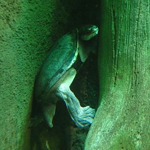 Common snake-necked turtle