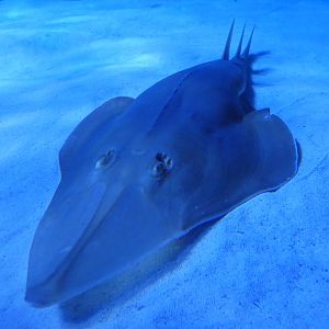 Black-chinned guitarfish