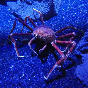 Japanese spider crab