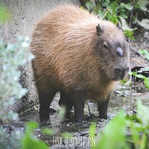 capybara