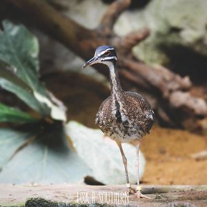 sunbittern