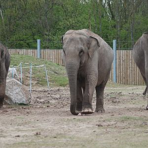 Esha, Minbu and Noorjahan