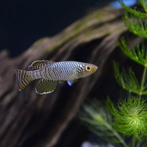 Mafia Island killifish (Nothobranchius korthausae)