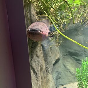 May 2023- Electric eel