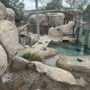 May 2023- African penguins, Harlequin ducks, Spectacled eiders and Long-tailed ducks