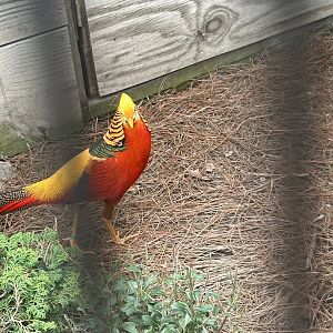 May 2023- Golden pheasant