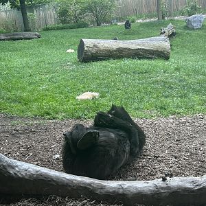 May 2023- Western lowland gorillas