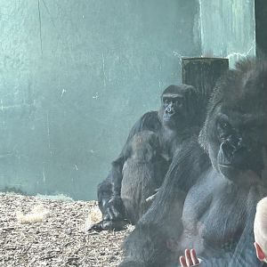 May 2023- Western lowland gorillas