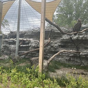 May 2023- Waldrapp ibis and Cinereous vulture exhibit