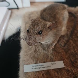 Taxidermy Rat, art event at Cambridge Terrace (Wellington Central)