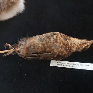 Skin of Common Blackbird juvenile, art event at Cambridge Terrace (Wellington Central)
