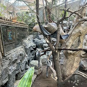 Ring-tailed Lemur Exhibit