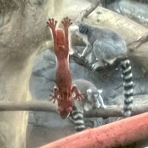 Ring-tailed Lemurs