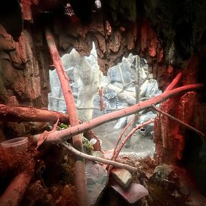 Leaf Tailed Gecko Exhibit