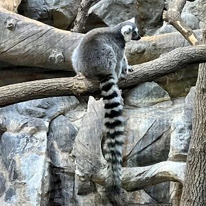Ring-tailed Lemur