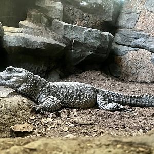 West African Dwarf Crocodile