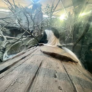 Black and White Colobus