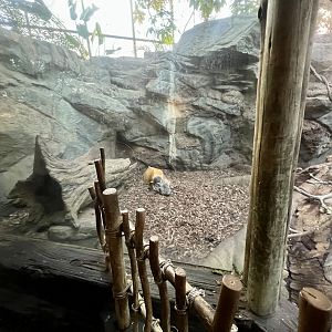 Red River Hog Exhibit