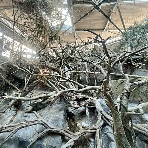 Black and White Colobus Exhibit