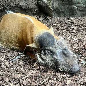 Red River Hog