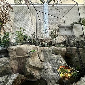 Tropical Dove Aviary