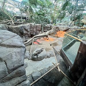 Komodo Dragon Exhibit