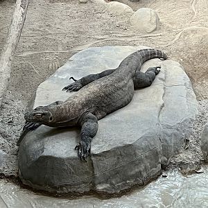 Komodo Dragon
