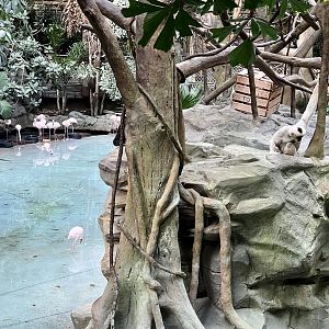 White-cheeked Gibbon