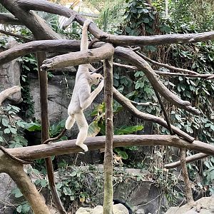White-cheeked Gibbon