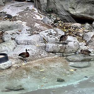 White-faced Whistling Ducks