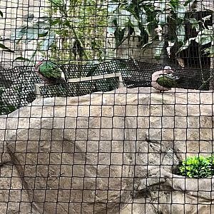 Grey Capped Emerald Dove (?)