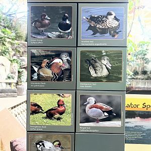 Tropical Waterfowl Sign