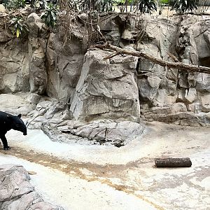 Malay Tapir Exhibit