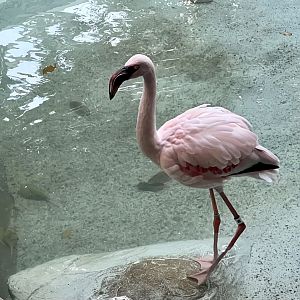 Lesser Flamingo