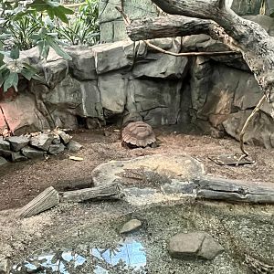 Asian Forest Tortoise