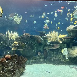 Aquarium
